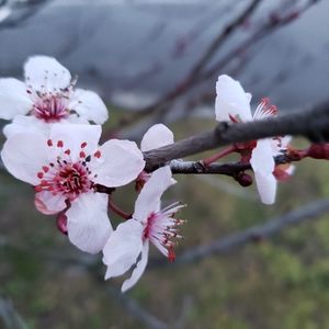 🌷🌷SPRING IS ALMOST SPRUNG🌷🌷